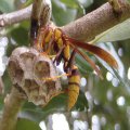 Polistes major