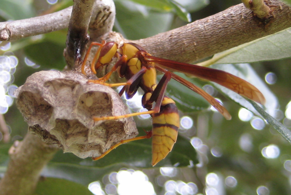 Polistes major (Horse Paper Wasp)