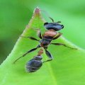 Pseudomyrmex gracilis
