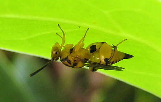 Genus Conura