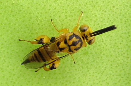 Genus Conura
