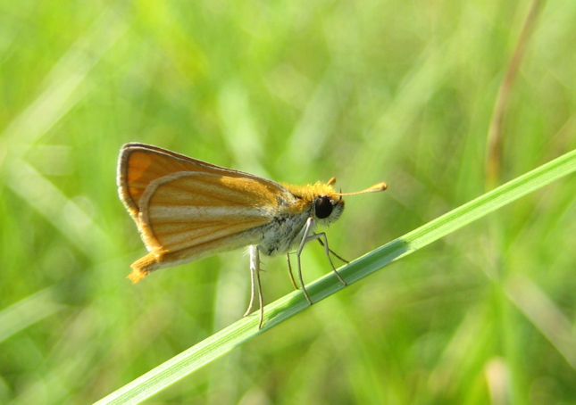 Oarisma minima (Southern Skipperling)
