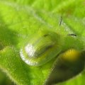Chrysomelidae