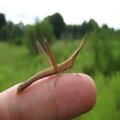 Acrididae