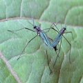 Gnophomyia tristissima