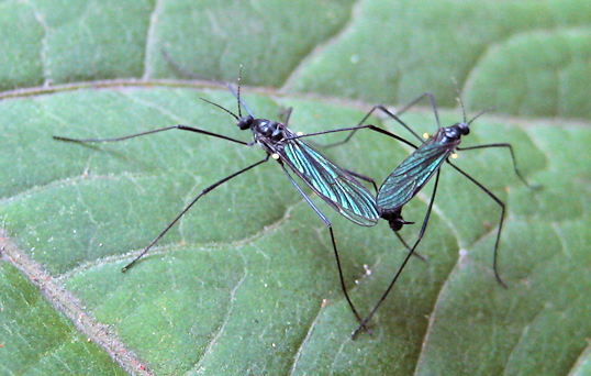 Gnophomyia tristissima