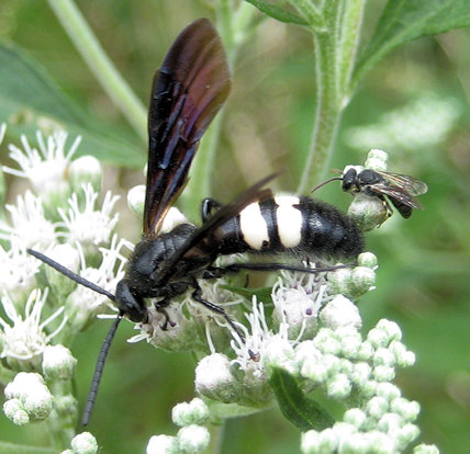 Scolia bicincta (Double-banded Scoliid Wasp)