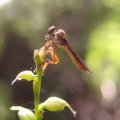 Holcocephala