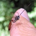 Ichneumonidae