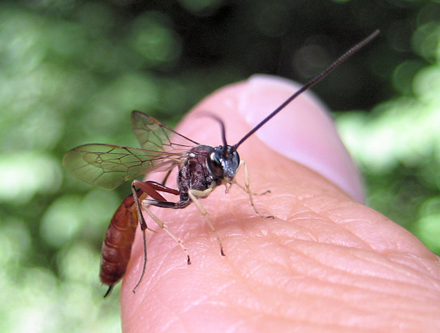 Family Ichneumonidae (Ichneumonid Wasps)