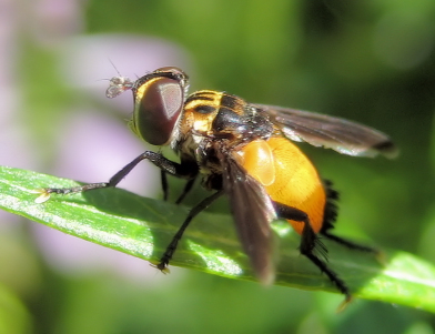 Trichopoda pennipes (Swift Feather-legged Fly)