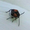 Megacerus discoidus