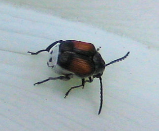Megacerus discoidus (Red Megacerus)