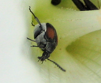 Megacerus discoidus (Red Megacerus)