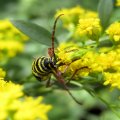 Megacyllene robiniae