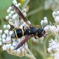 Ancistrocerus