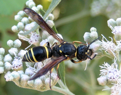 Genus Ancistrocerus