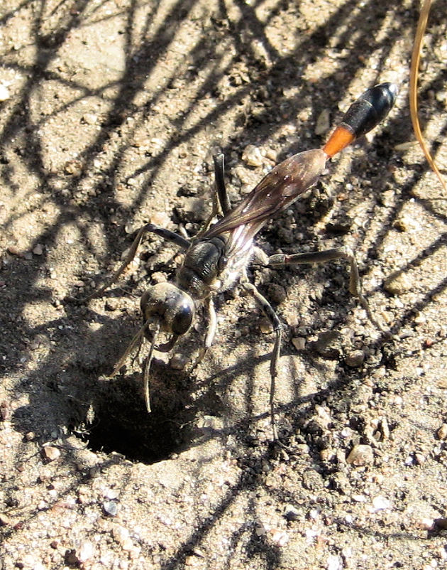 Ammophila procera (Common Thread-waisted Wasp)