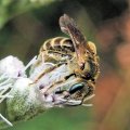 Anthophila