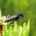 Astata