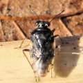 Saldidae