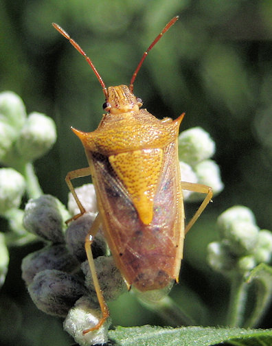 Oebalus pugnax (Rice Stink Bug)