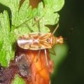 Dicyphus famelicus