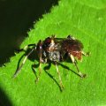 Ichneumonidae