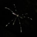 Bittacomorpha clavipes