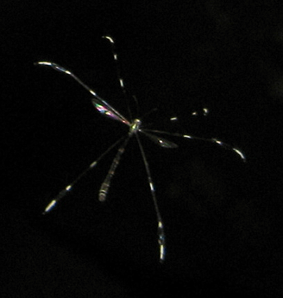 Bittacomorpha clavipes (Eastern Phantom Crane Fly)
