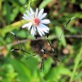 Bittacomorpha clavipes