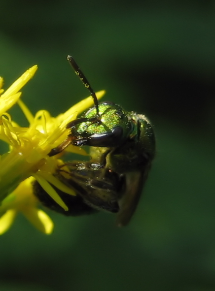 Family Halictidae (Sweat Bees)