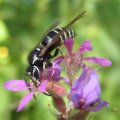 Vespula consobrina