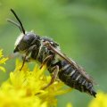Coelioxys