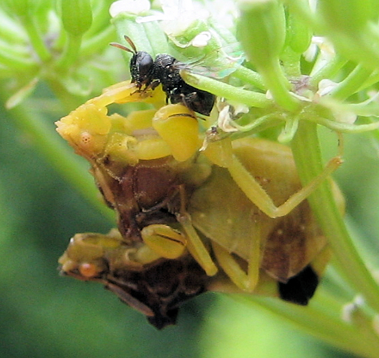Suborder Apocrita (Narrow-waisted Hymenopterans)