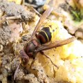 Vespa crabro