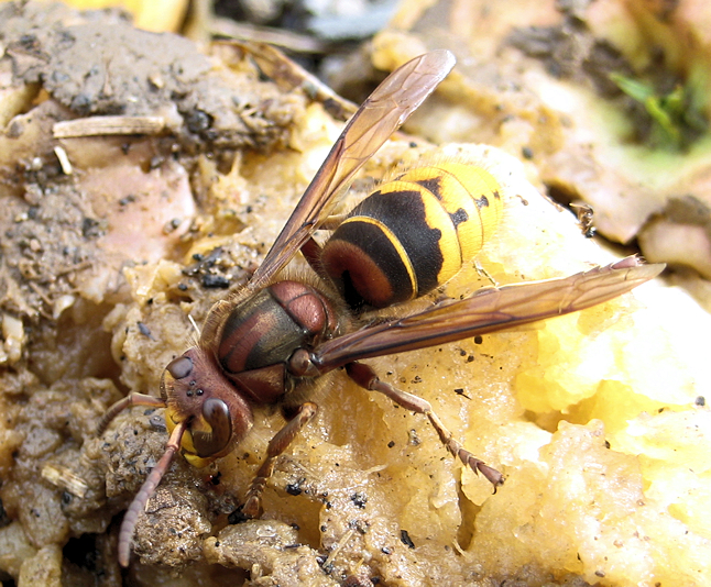 Vespa crabro (Giant Hornet)