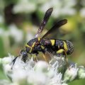Leucospis affinis