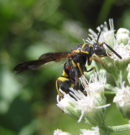 Leucospis affinis