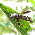 Leucospis affinis
