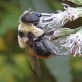 Eristalis flavipes