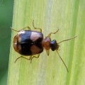 Lebia