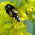 Lebia
