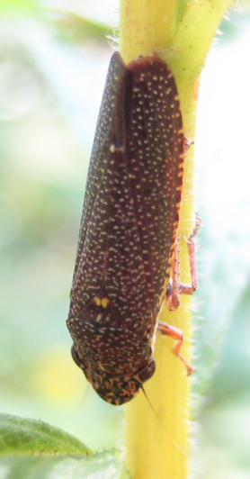 Paraulacizes irrorata (Speckled Sharpshooter)