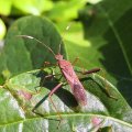 Megalotomus quinquespinosus