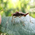 Megalotomus quinquespinosus