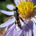 Syritta flaviventris