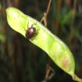 Chalcodermus collaris