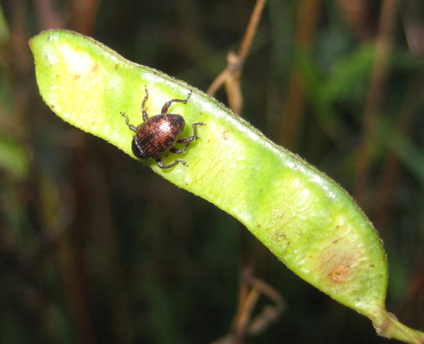 Chalcodermus collaris (Partridge-pea Weevil)