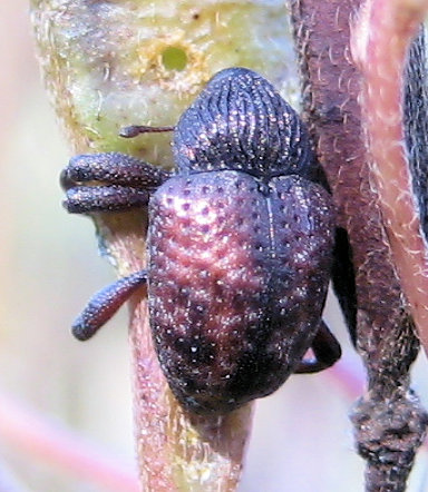 Chalcodermus collaris (Partridge-pea Weevil)
